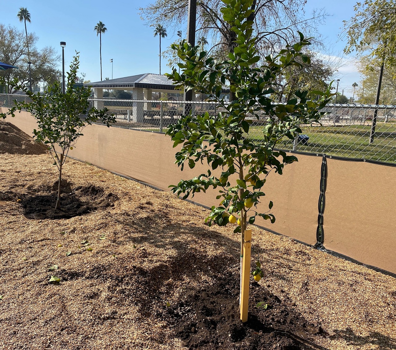 clark-park-community-garden-orchard-work